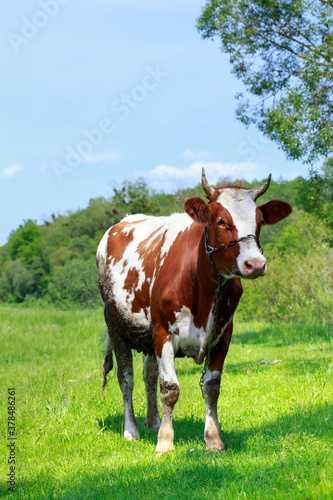Cow in the meadow © deviddo