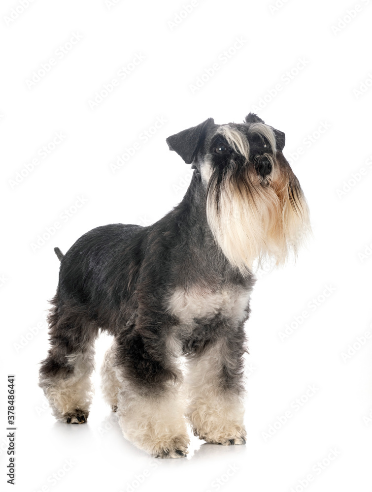 miniature schnauzer in studio miniature schnauzer in studio