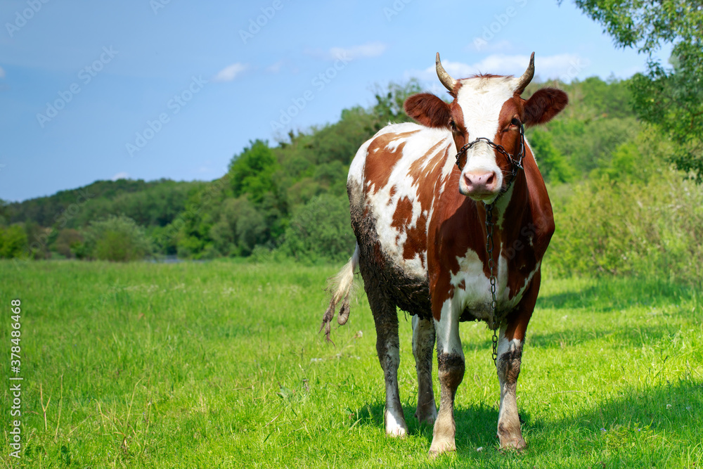 Cow in the meadow