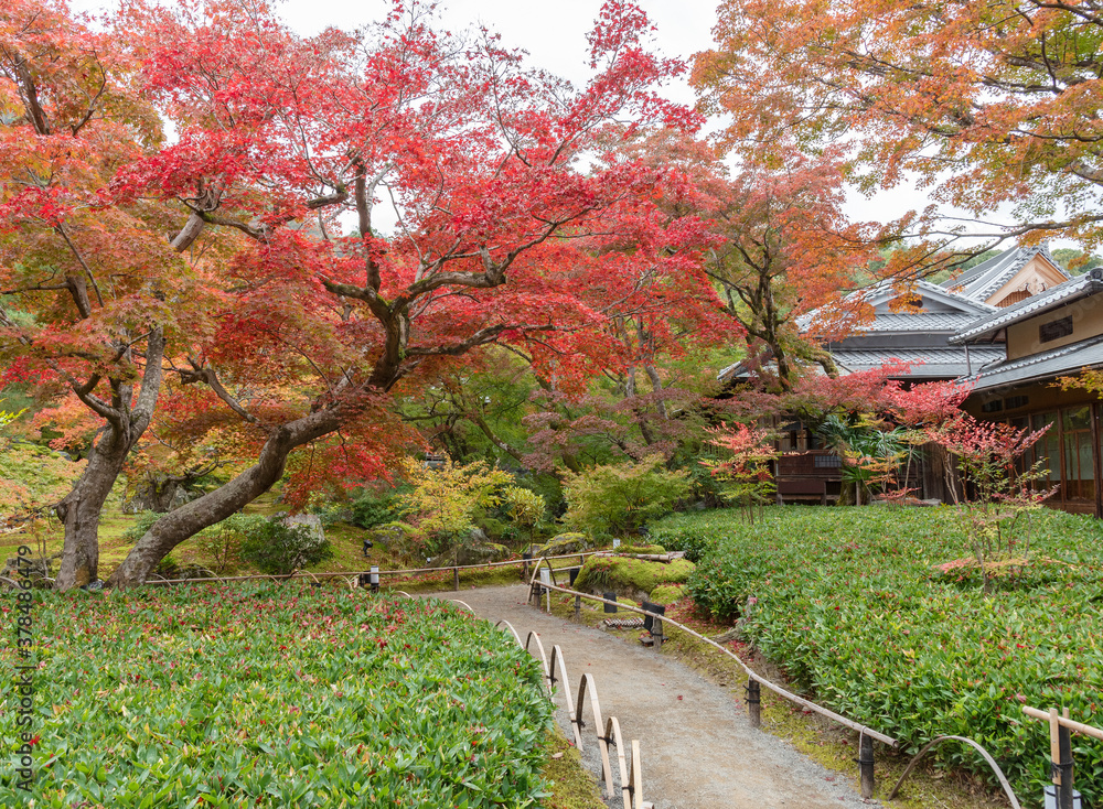 idyllic landscape of garden in Kyoto, Japan in autumn season idyllic landscape of garden in Kyoto, Japan in autumn season