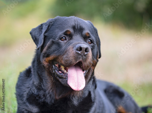 Wallpaper Mural rottweiler in nature Torontodigital.ca