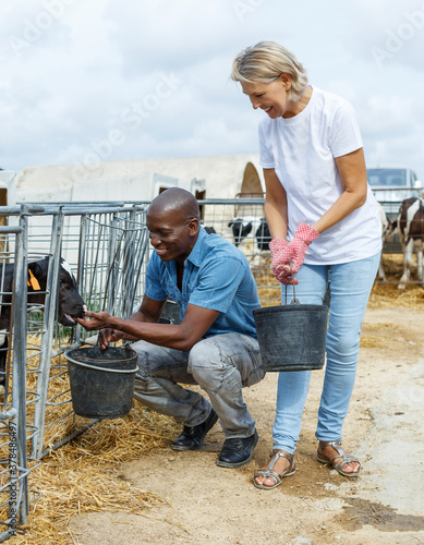 happy elderly woman with male assistant feeding calves outdoors
