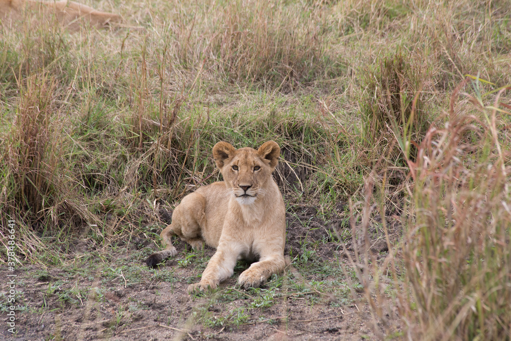 Juvenile Lion Cub (panthers leo) resting in the Serengeti, Tanzania. Juvenile Lion Cub (panthers leo) resting in the Serengeti, Tanzania.