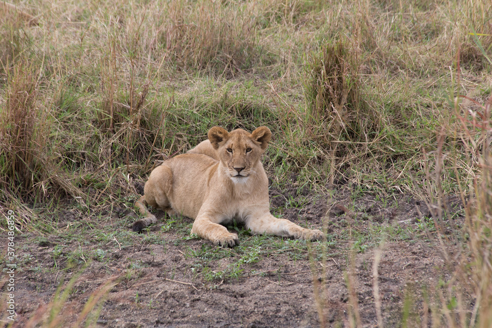 Juvenile Lion Cub (panthers leo) resting in the Serengeti, Tanzania. Juvenile Lion Cub (panthers leo) resting in the Serengeti, Tanzania.