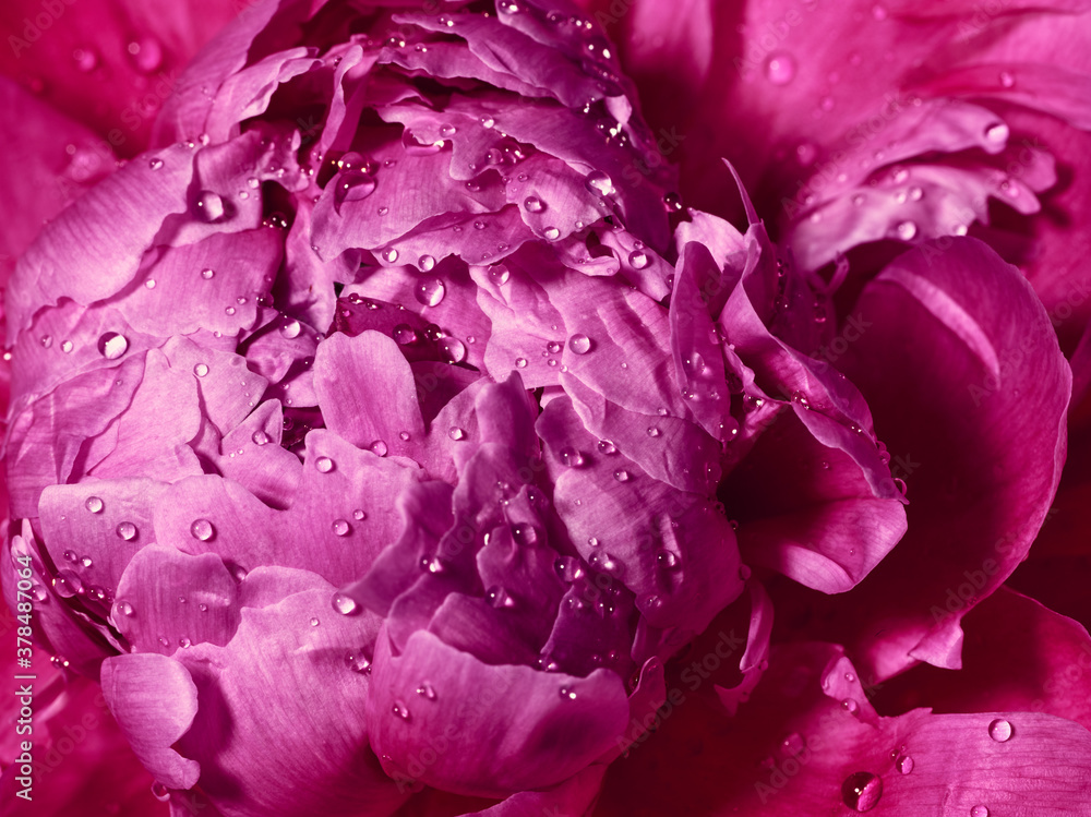 Obraz premium Beautiful pink peony flower with drops of water close up