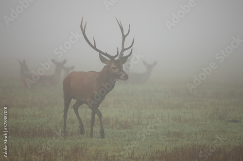 Majestic red deer  cervus elaphus  walking on meadow in morning mist. Magnificent stag marching on field in autumn fog. Wild mammal with massive antlers going on grassland in fall.