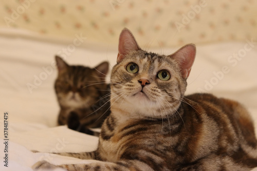 Wallpaper Mural 落ち着いて上を見る猫のアメリカンショートヘア
American shorthair cat looking up calmly. Torontodigital.ca