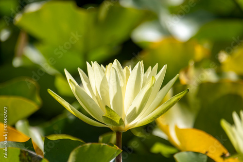 Single water lily with a green leaf floating on water