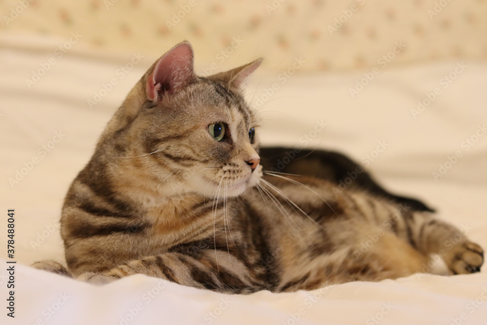 右を見る美しい猫のアメリカンショートヘア
A beautiful cat American Shorthair looking to the right.