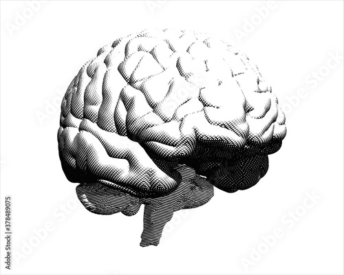 Engraving brain illustration isolated on white BG