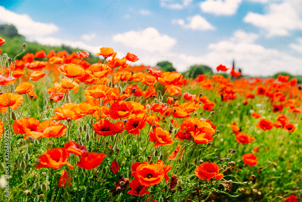 Fototapeta premium poppy flower in field close up
