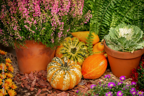 Pile of harvested small orange pumpkins lie on rough burlap among potted flowers and heathers