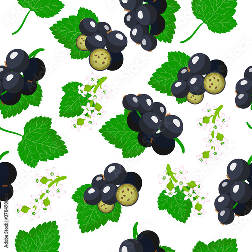 Fototapeta Naklejka Na Ścianę i Meble -  Vector cartoon seamless pattern with Ribes nigrum or Blackcurrant exotic fruits, flowers and leafs on white background