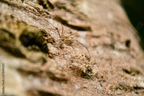 Spider on the bark of a large tree in the park.