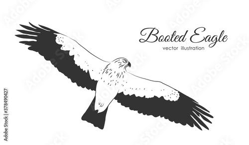 Vector Hand drawn Booted Eagle in fly on white background.