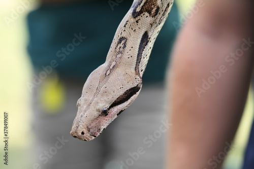 close up of a snakes head