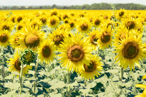 Sunflowers in a sunflower field. Natural background