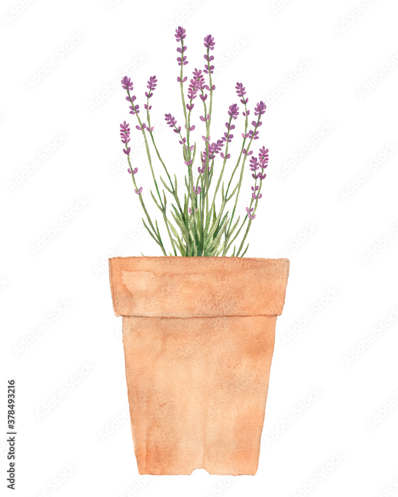 Watercolor lavender flowers in flower pot isolated. Watercolor lavender flowers in flower pot isolated.
