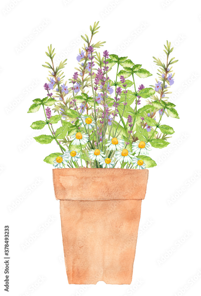 Fototapeta premium ハーブの寄せ植え水彩イラスト