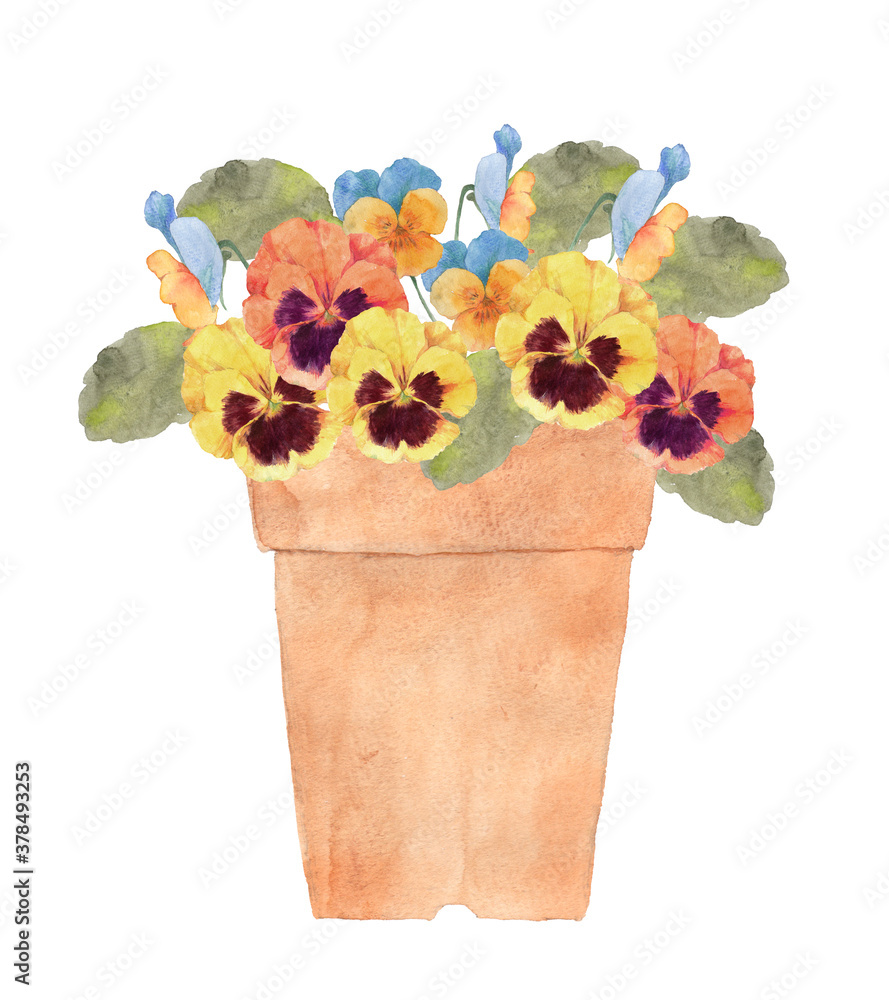 パンジーの寄せ植え水彩イラスト Stock Illustration Adobe Stock パンジーの寄せ植え水彩イラスト Stock Illustration Adobe Stock
