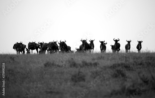 The wildebeest, also called the gnu, is an antelope. Kenya. Black and White.