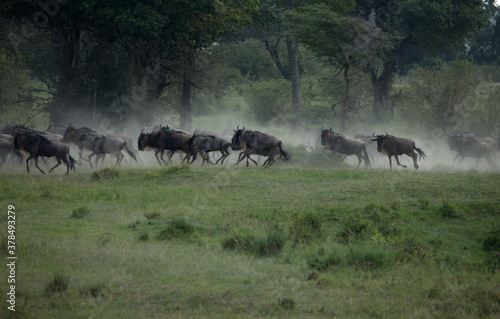 The wildebeest, also called the gnu, is an antelope. Kenya.