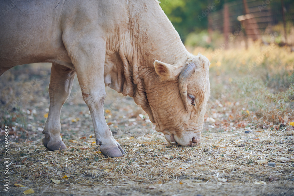 Fototapeta premium Photograph of a bull eating