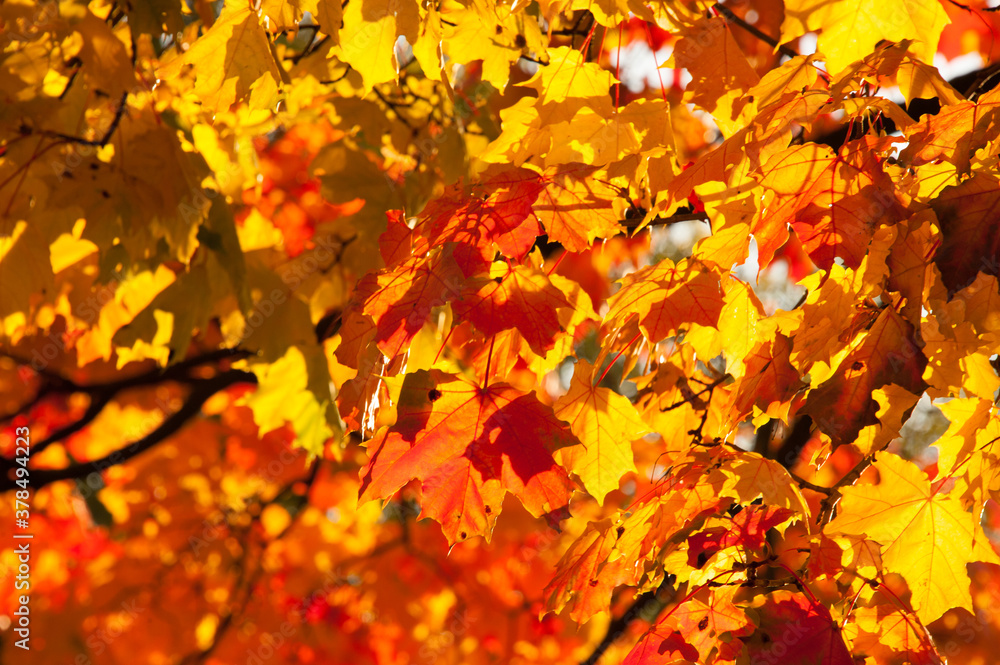 Season of beautiful autumn eallow and red maple leaves hanging on the tree during sunny day. Concepts: seasonal, nature, outdoor Season of beautiful autumn eallow and red maple leaves hanging on the tree during sunny day. Concepts: seasonal, nature, outdoor