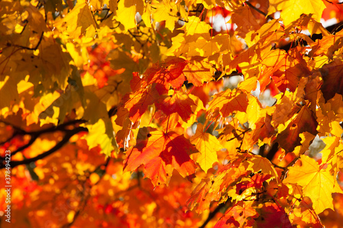 Season of beautiful autumn eallow and red maple leaves hanging on the tree during sunny day. Concepts: seasonal, nature, outdoor