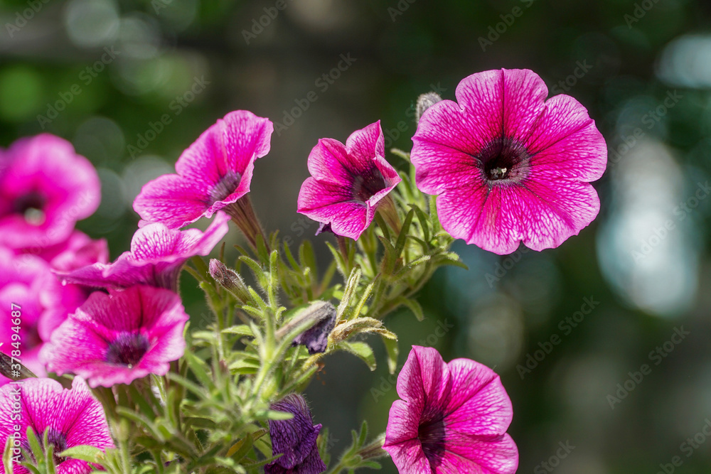 Fototapeta premium Pink petunia flower close-up with sun flare.