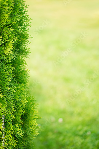 thuja on a green background  empty space for text