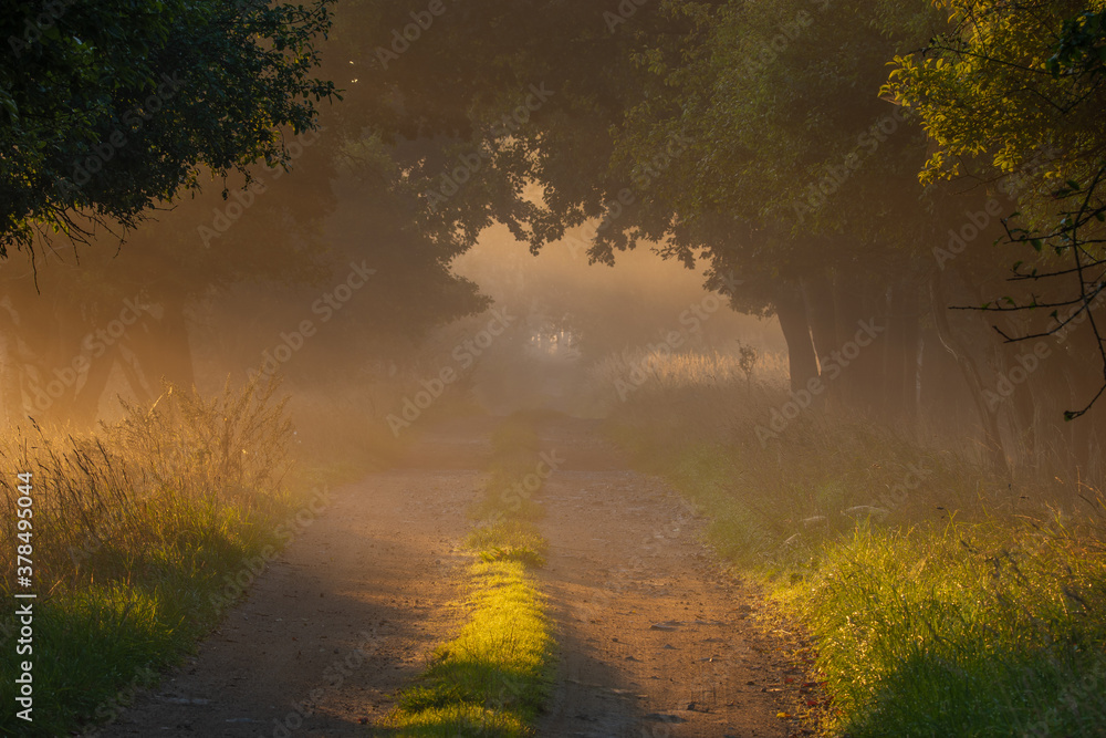 dirt road on a sunny, foggy autumn morning