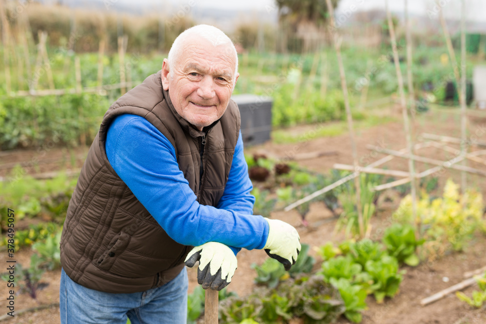 Fototapeta premium Portrait of senior man gardener during working at land garden outdoor