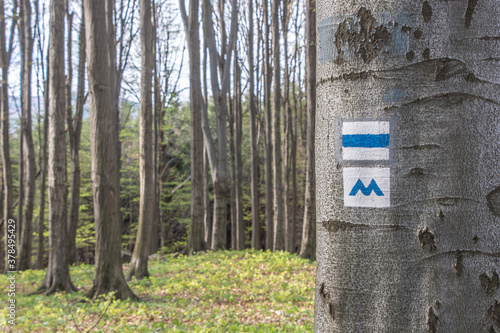 Blue trail