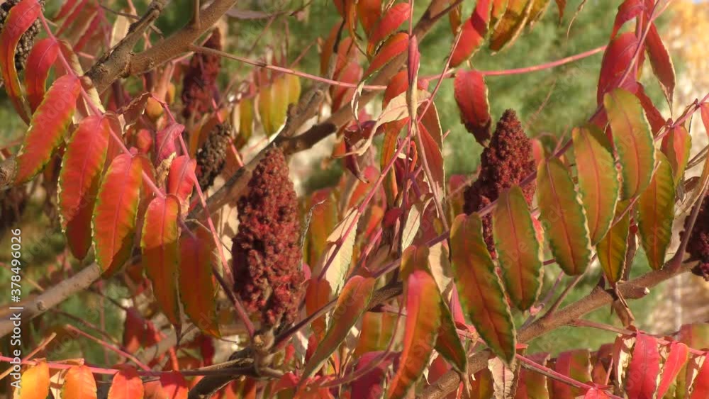 Autumn leaves of sumac tree (Lat. Rhus typhina) or sumac reindeerium