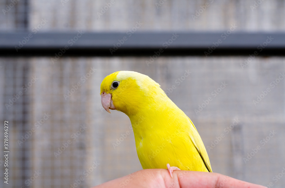 Fototapeta premium cute american yellow forpus in the outdoor cage