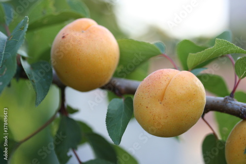 Apricot | Abricot