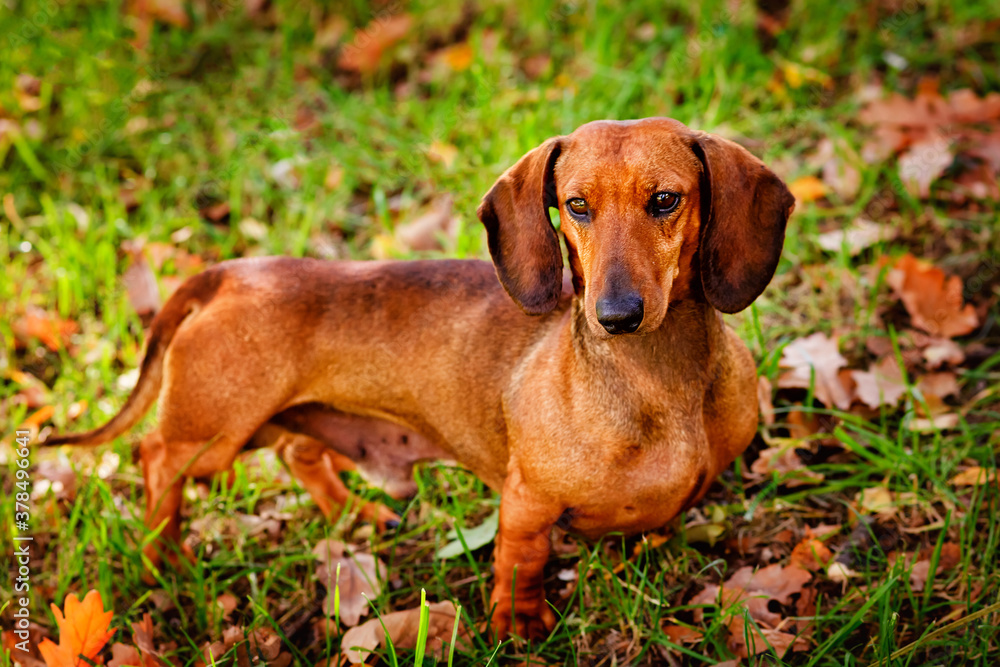A short-haired red Dachshund stands on the lawn. On the green lawn are oak leaves-the first symbol of the coming autumn A short-haired red Dachshund stands on the lawn. On the green lawn are oak leaves-the first symbol of the coming autumn
