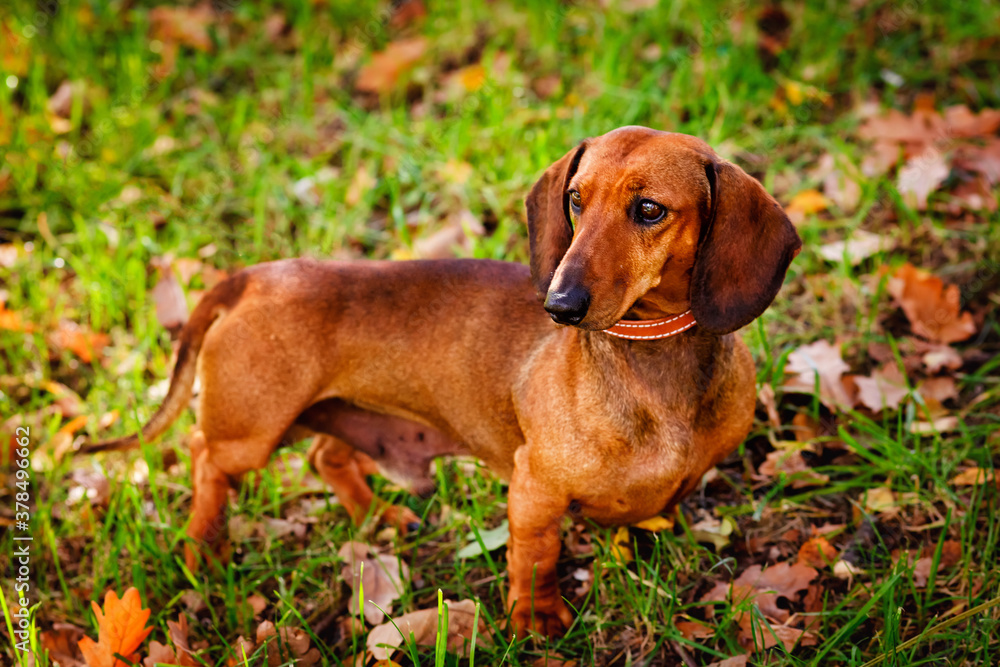 A short-haired red Dachshund stands on the lawn. On the green lawn are oak leaves-the first symbol of the coming autumn