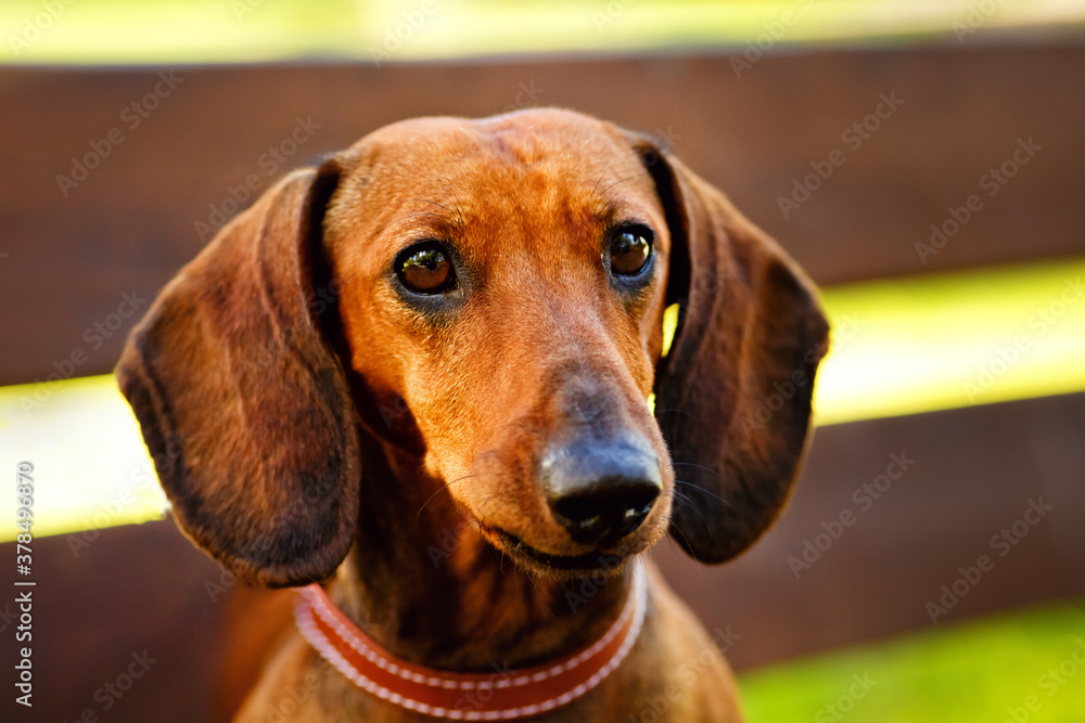 Close-up portrait of a red-haired purebred Dachshund sitting and posing on a Park bench. Close-up portrait of a red-haired purebred Dachshund sitting and posing on a Park bench.