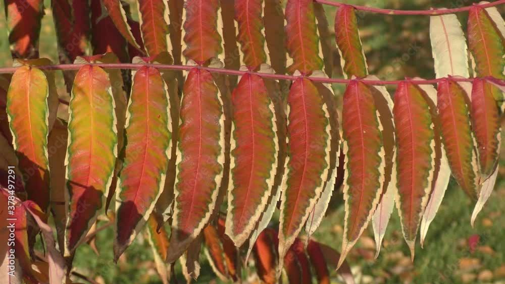 Autumn leaves of sumac tree (Lat. Rhus typhina) or sumac reindeerium