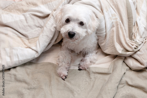 
A small white fluffy dog ​​lies in bed under the covers and looks at the camera. Good morning, place for your text at the bottom