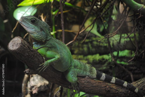 iguana on a tree