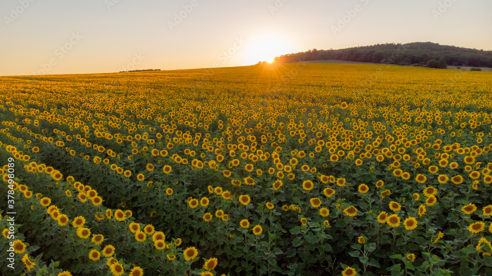 Fototapeta premium Sunflowers