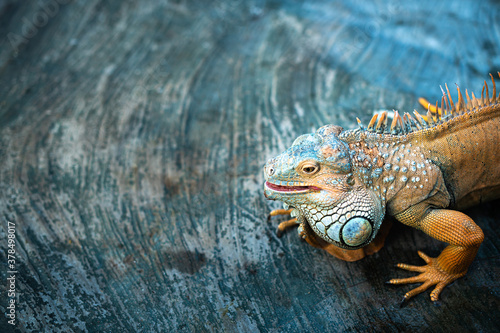 Iguana with colorful textured leather on dark surface 