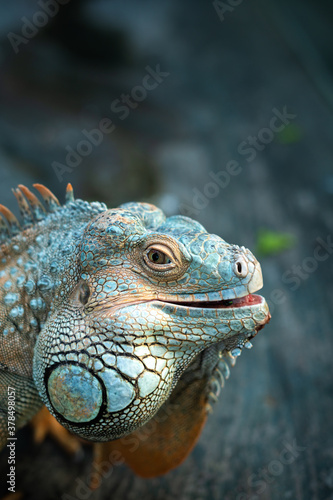 Close up view of green iguana with textured leather and spikes 