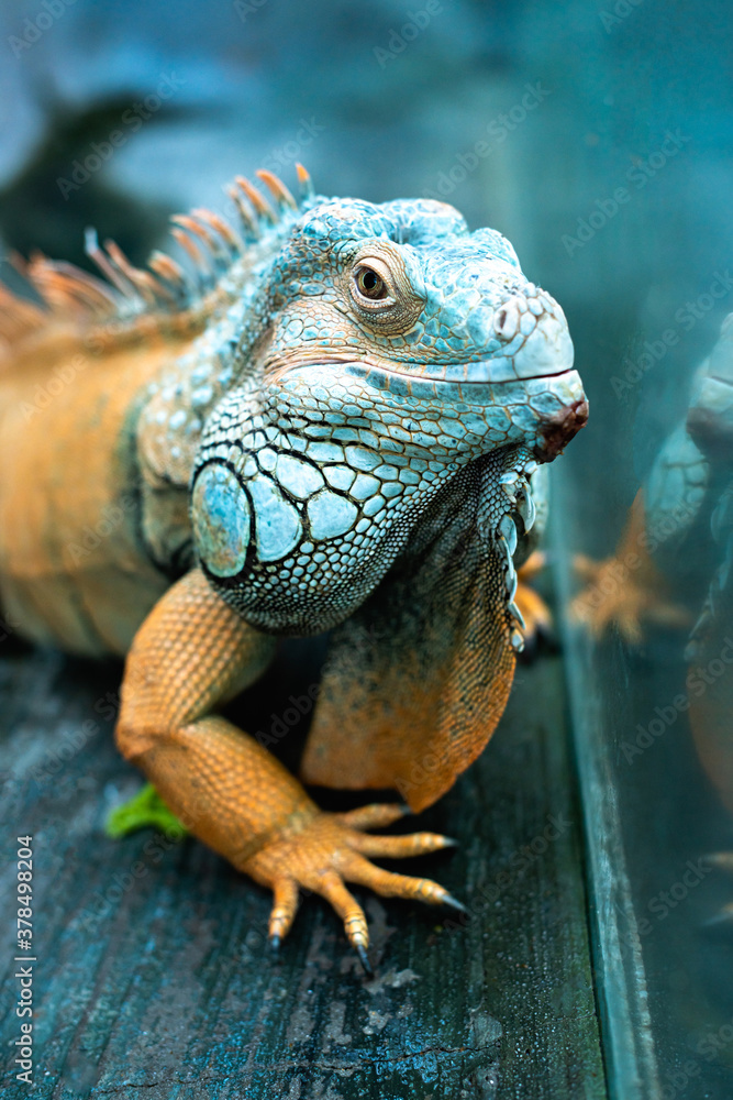 Fototapeta premium Close up view of colorful iguana on grey surface 