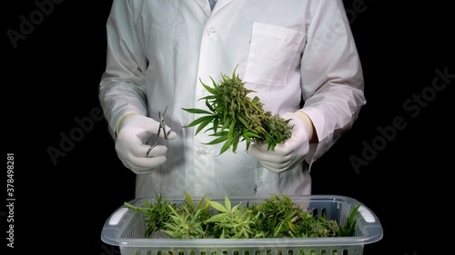 Wallpaper Mural A man in a white robe and gloves makes cannabis trimmings, preparing cannabis cones for further drying.  Torontodigital.ca