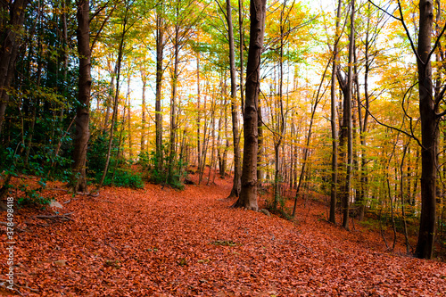 Colorful trees and leaves in autumn in the Montseny Natural Park in Barcelona  Spain