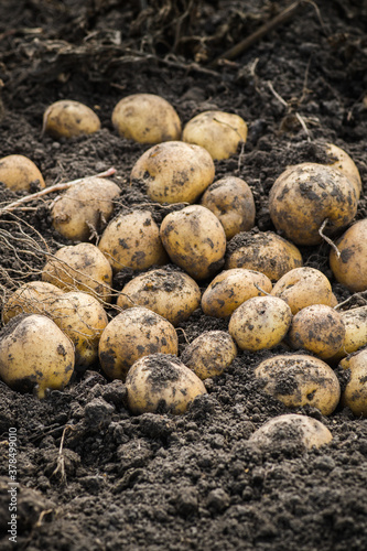 Freshly harvested yellow potatoes on the ground. Selective focus. Shallow depth of field.